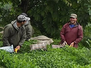 Karadeniz kaçak işçi kaynıyor
