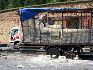 Dorse devrildi tavuklar telef oldu