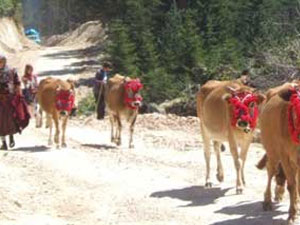 Şalpazarı'nda yayla göçleri başlıyor