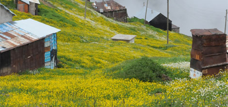 Doğu Karadeniz'e özel yol!