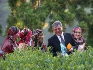 Gül, Rize’de çay hasadı yaptı