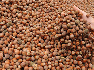 Trabzon'da fındıkta rekolte düştü