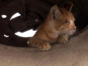 Trabzon'da kedi operasyonu!