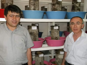 Orman Zararlıları ile mücadele sürüyor