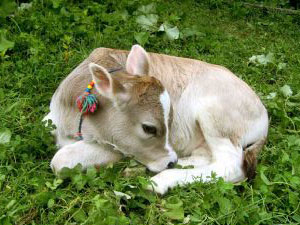 Alo Buzağı ihbar hattı açıldı