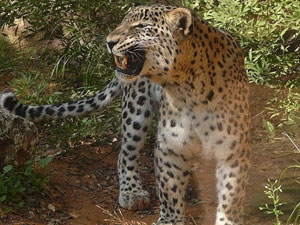 Anadolu parsı 8 ilimizde görüldü