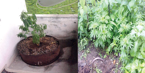 Trabzon'da ilginç esrar baskını