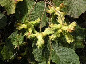 Filenin Sultanları çeyrek finalde! - 26 Haziran 2013