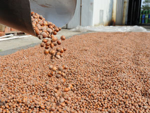 Fındıkta Rekolte Tahmini Belli Oldu