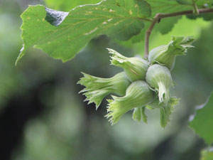 Fındık bahçelerini sulayın
