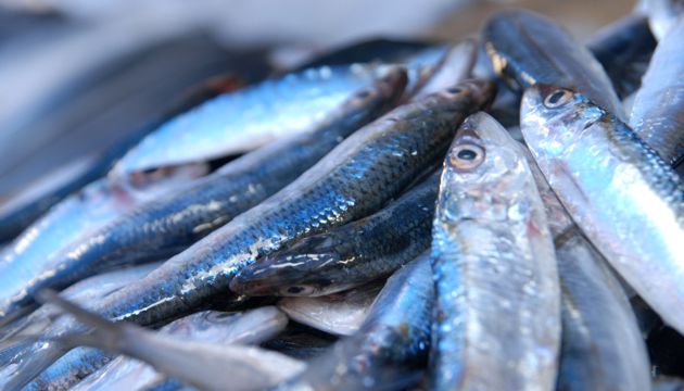 Trabzon'da kültür balıkçılığında artış