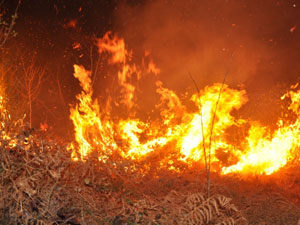 Köpek son anda kurtuldu!