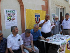 Fındığı daldan değil,yerden toplayın