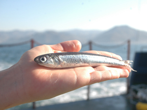 Bilim adamları Hamsilerin peşine düştü