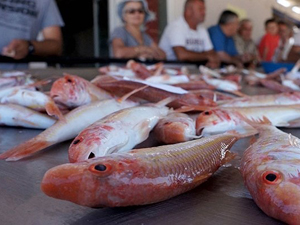 Bu balığın fiyatı altınla yarışıyor
