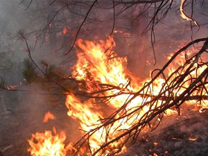 Alanya'da orman yangını