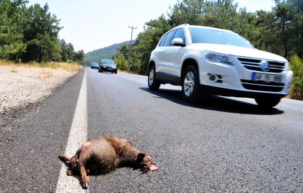 Domuz sürülerine araç çarptı!