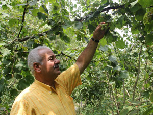 "Fındığı daldan değil yerden toplayın"