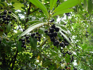 Şifa kaynağı karayemiş