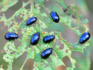 Karadeniz'de Biyo hırsızlık!