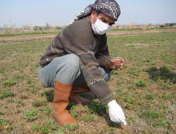 Gıdalar artık daha organik