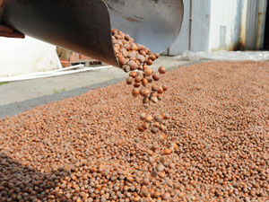 Fındığın maliyeti belirlendi