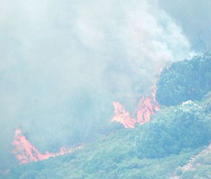 Alevler zeytin ağaçlarını vurdu!