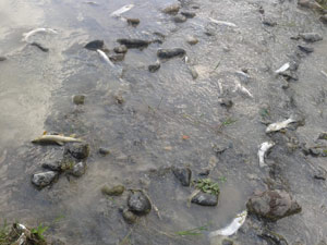 Trabzon'da korkutan manzara!