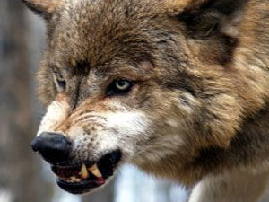 Artvin'de kurt dehşeti!