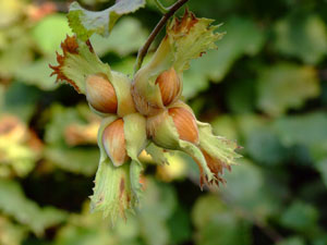 Fındık hasat ederken nelere dikkat edilmeli