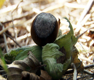 Fındık toplanmaya başladı!
