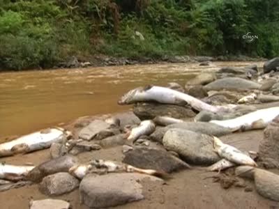 Çayeli'nde balık ölümleri inceleniyor
