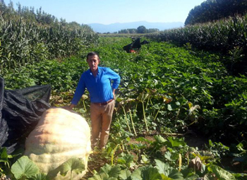 Bu kabakları görünce şok olacaksınız!