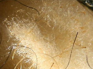 Sakal-ı Şerif araştırılsın!