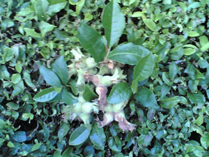 Çay ve fındık hedefleri yakalayamaz