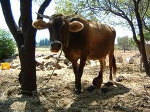 Trabzon'da inek tehdidi