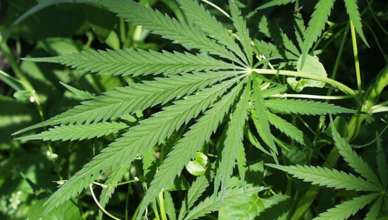 Çiçek zanneti Hint Keneviri çıktı.