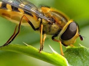 O deyim gerçek oldu