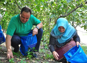 Belediye Başkanı fındık hasatında!