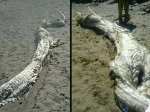 Denizden şeytan çıktı bilim dünyası korktu!