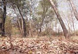 Yaz Ortasında Sonbahar