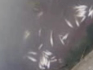 Vakfıkebir’de balık ölümleri düşündürüyor…