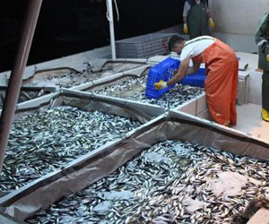 İşte yeni sezonda balık fiyatları!