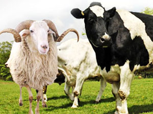 Kurban Bayramı hareketliliği başladı