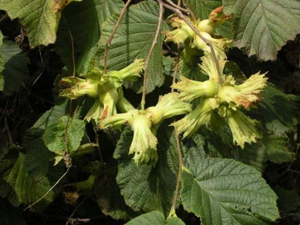 Fındık bahçelerinde verimlilik düşüyor