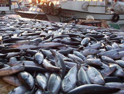 Karadeniz’de palamut bereketi: Balıkçılar binlerce kasayla döndü