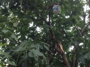 Trabzon'da ağaçtan düştü hayatını kaybetti