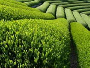 Türk çayı Moskova'da tanıtılacak