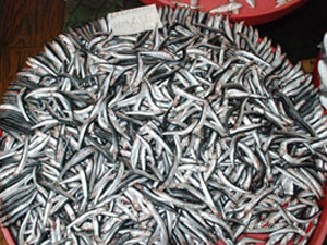 Trabzon'da kokmuş balık dayağı