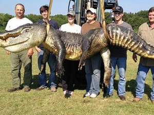 Öyle bir Timsah yakaladılar ki...